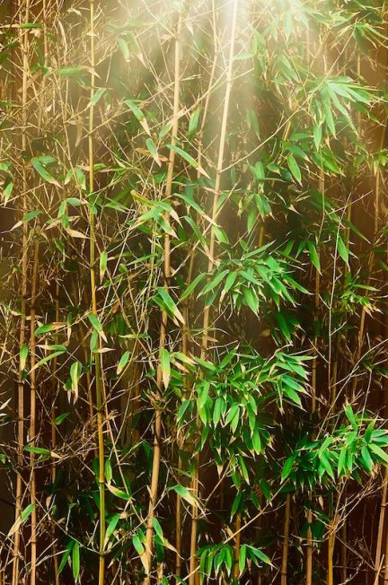 Bamboo: Forest to Fabric Traceability